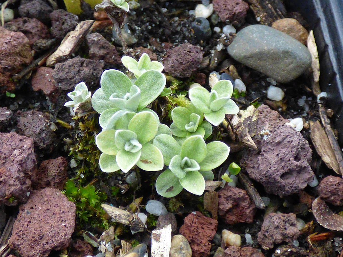 Leontopodium alpinum (ex Pyrénées) photo